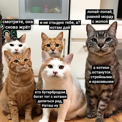 Мемы про котов. Выбор редакции | Смешные мемы о кошках, Смешные дети,  Веселые мемы