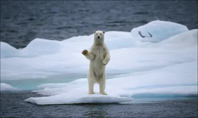 Приколы с медведями фотографии