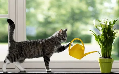 Кошка поливает цветы на окне, прикольные и смешные картинки, забавные фото  и обои с юмором для рабочего стола, Full HD 1920