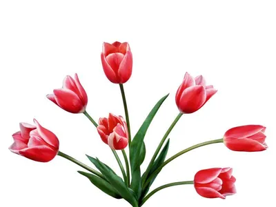 Картинки цветов без фона (130 картинок) 🔥 Прикольные картинки и юмор |  Красные тюльпаны, Цветок, Цветы