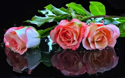 Обои на рабочий стол Три розовые розы отражаются на черном фоне, обои для  рабочего стола, скачать обои, обои бесплатно