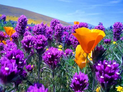 Красивые картинки полевых цветов (35 фото) 🔥 Прикольные картинки и юмор