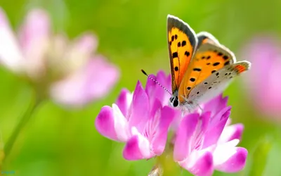 Красивые картинки с насекомыми и цветами