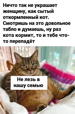 Без кота и жизни не та: смешные пушистики, которые вызывают радость и  умиление (15 фото) » Невседома - жизнь полна развлечений, Прикольные  картинки, Видео, Юмор, Фотографии, Фото, Эротика. Развлекательный ресурс.  Развлечение на каждый день