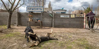 Чернобыль, Припять и зона отчуждения 35 лет после трагедии — репортаж —  новости Украины / NV