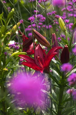 Бесплатное изображение: красный, лили, травяной, цветы, природа, лето,  цвести, флора, цветок, завод