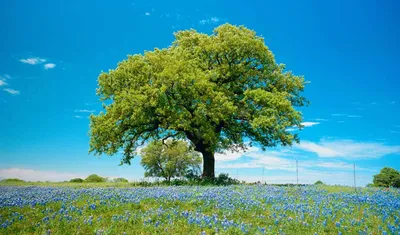 Обои дерево, природа, цветов, раздел Природа, размер 1920x1200 HD WUXGA -  скачать бесплатно картинку на рабочий стол и телефон