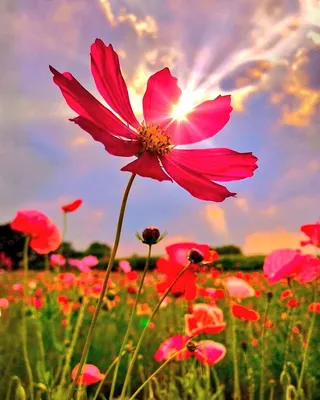 Природа цветы солнце - 35 фото