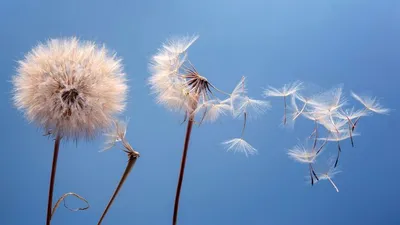 Семена одуванчика летят рядом с цветком на голубом фоне ботаника и природа  цветов | Премиум Фото