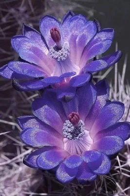 Самый красивый цветок на земле - 70 фото