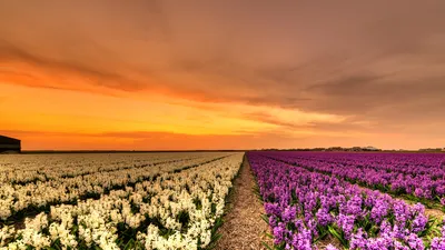 Фотография Нидерланды Природа Поля Цветы Рассветы и закаты 1920x1080