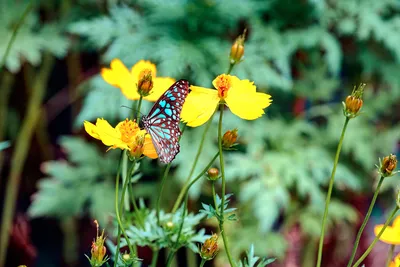 Природа,цветы - Фото Дом Солнца