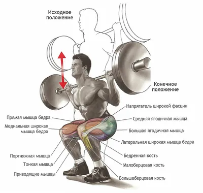 Приседания со штангой – техника выполнения