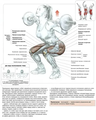 Приседания со штангой на плечах — техника упражнения