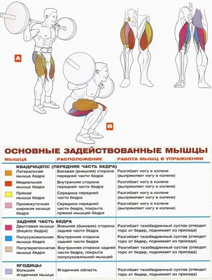 Приседания со штангой - техника выполнения упражнения, как правильно  выполнять упражнение