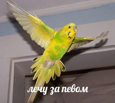 Привет, эстетика мемов с попугаямии другими | Обои и Прикольные Картинки  Amino