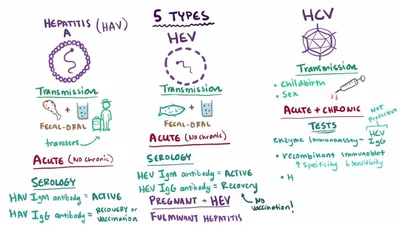 Обзор острых вирусных гепатитов (Overview of Acute Viral Hepatitis) -  Болезни печени и желчевыводящих путей - Справочник MSD Профессиональная  версия