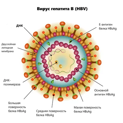 Гепатит В - причины появления, симптомы заболевания, диагностика и способы  лечения
