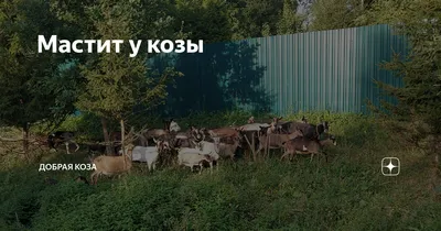 082.Остерегайтесь железного катетера. Мастит у коровы. Как лечить. Деревня  Окунево. - YouTube