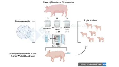 Рекомендованные методы осеменения для свиноматок и свинок - Статьи -  pig333.ru, от фермы к рынку