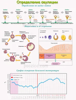 Калькулятор овуляции и другие методы вычисления плодных дней