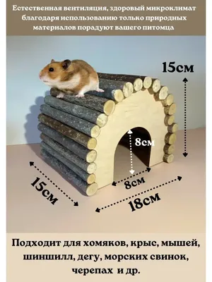 Лечение глаз у хомяка - «Айболит Плюс» - сеть ветеринарных клиник