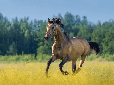 Про лошадей фото