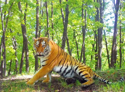 Число амурских тигров на \"Земле леопарда\" существенно выросло - Новости РГО