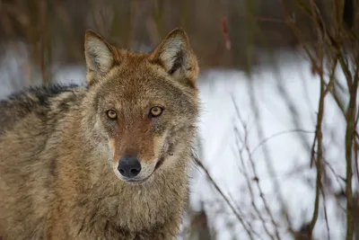 Обыкновенный волк (Canis lupus)