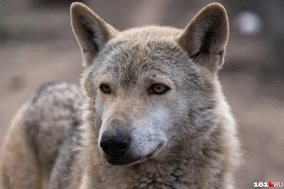 Волк 🐺 винилография аэрография на авто, любые наклейки волков