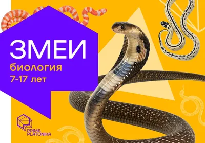 Зоолог КФУ: «Змея никогда не кусает просто так» | Медиа портал - Казанский  (Приволжский) Федеральный Университет