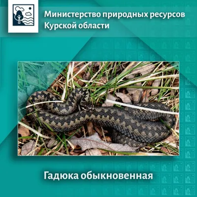 Какие змеи обитают в Ростовской области, ядовитые и неядовитые виды змей  Дона - 11 апреля 2023 - 161.ru