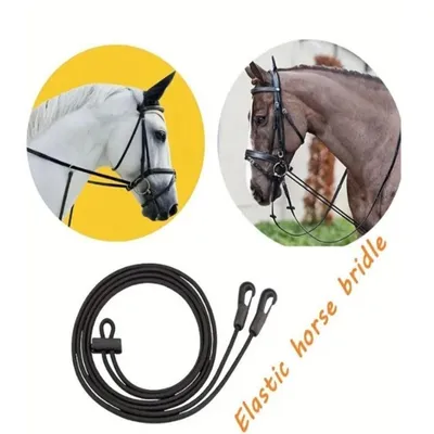 Stallion Show 2011 - Лучшие лошади Израиля - LookAtIsrael.com - Увидеть  Израиль и не только