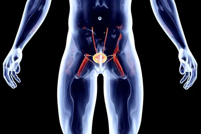 Рак простаты у мужчин - симптомы, причины и стадии рака предстательной  железы