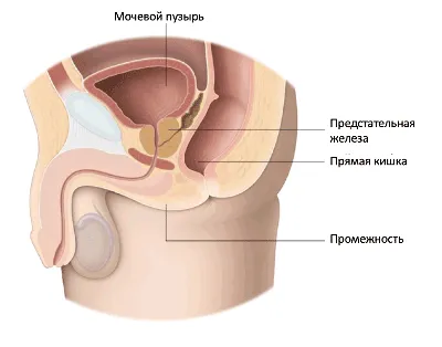 Расположение и анатомия предстательной железы | Meestetervis.ee