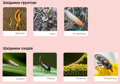 Купить Тиатрин инсектицидный протравитель от почвенных вредителей и  вредителей всходов (совка, проволочник, жужелица), цена 7400 грн — Prom.ua  (ID#1371157573)