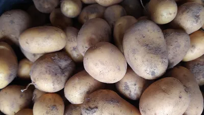 Добавьте ее в лунки — проволочник сбежит сам: дачникам рассказали, как  спасти картофель
