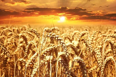 Российская пшеница взлетела до $325 за тонну — Секрет фирмы