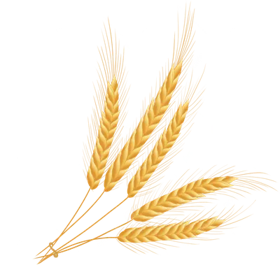 Колосья пшеницы PNG , пшеница, золотой, колосья пшеницы PNG картинки и пнг  PSD рисунок для бесплатной загрузки