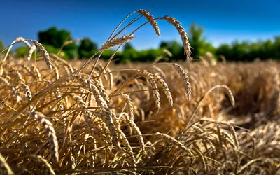Пшеница подорожала более чем на 2% на фоне опасений дефицита поставок | РБК  Инвестиции