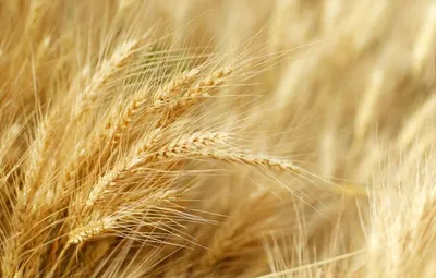 Фото Пшеница, более 205 000 качественных бесплатных стоковых фото