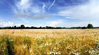 Обои Пшеница и ромашки, картинки - Обои для рабочего стола Пшеница и  ромашки фото из альбома: (природа)