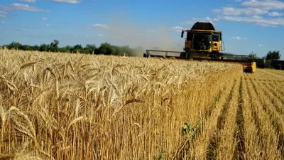 Российская пшеница господствует на полях Азербайджана - 15.11.2022, Sputnik  Азербайджан