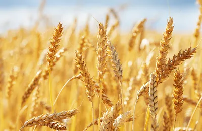 Пшеница подорожала до максимумов за 10 лет на фоне введения санкций | РБК  Инвестиции