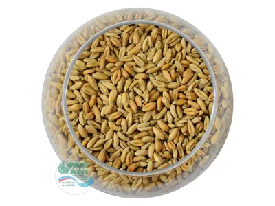 Купить Пшеница для проращивания Алтайкрупа 100 гр интернет магазин Эко-Хит  8 727 347-0724