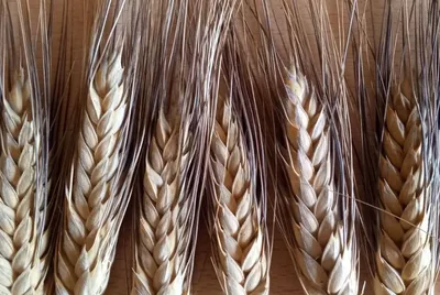 Новая твердая пшеница с черной остью устойчива к засухе как горы — AgroXXI