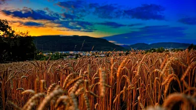 Обои пшеница, поле, зерно, урожай, семейство травы - картинка на рабочий  стол и фото бесплатно