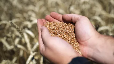 Афера с зерном в России — описание схемы