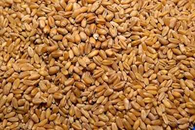 Пшеница продовольственная 4 класса оптом от производителя - Славянские поля