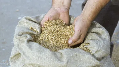 В Грузии заканчиваются запасы пшеницы, их хватит на 10 дней - ассоциация  производителей - 13.05.2022, Sputnik Армения